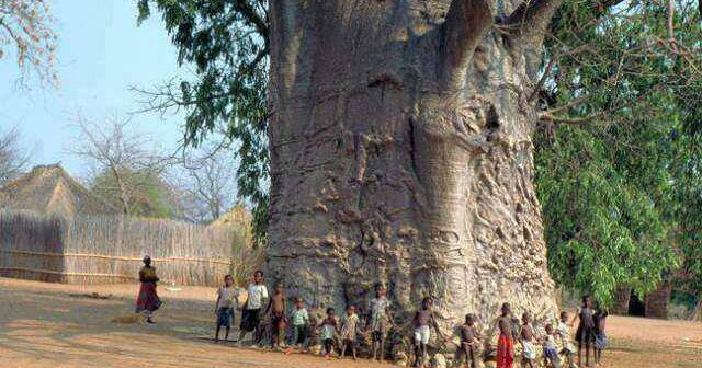 Afrique : Des chercheurs alertent sur la disparition des plus vieux baobabs