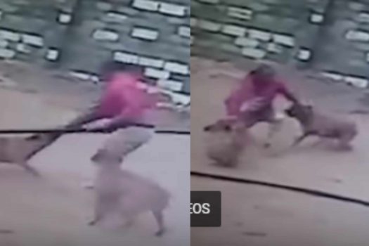 Un cambrioleur attaqué et mordu par deux chiens vicieux après avoir sauté du toit (vidéo)